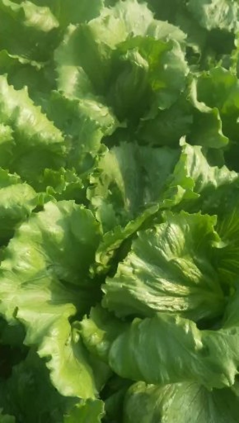 生菜球