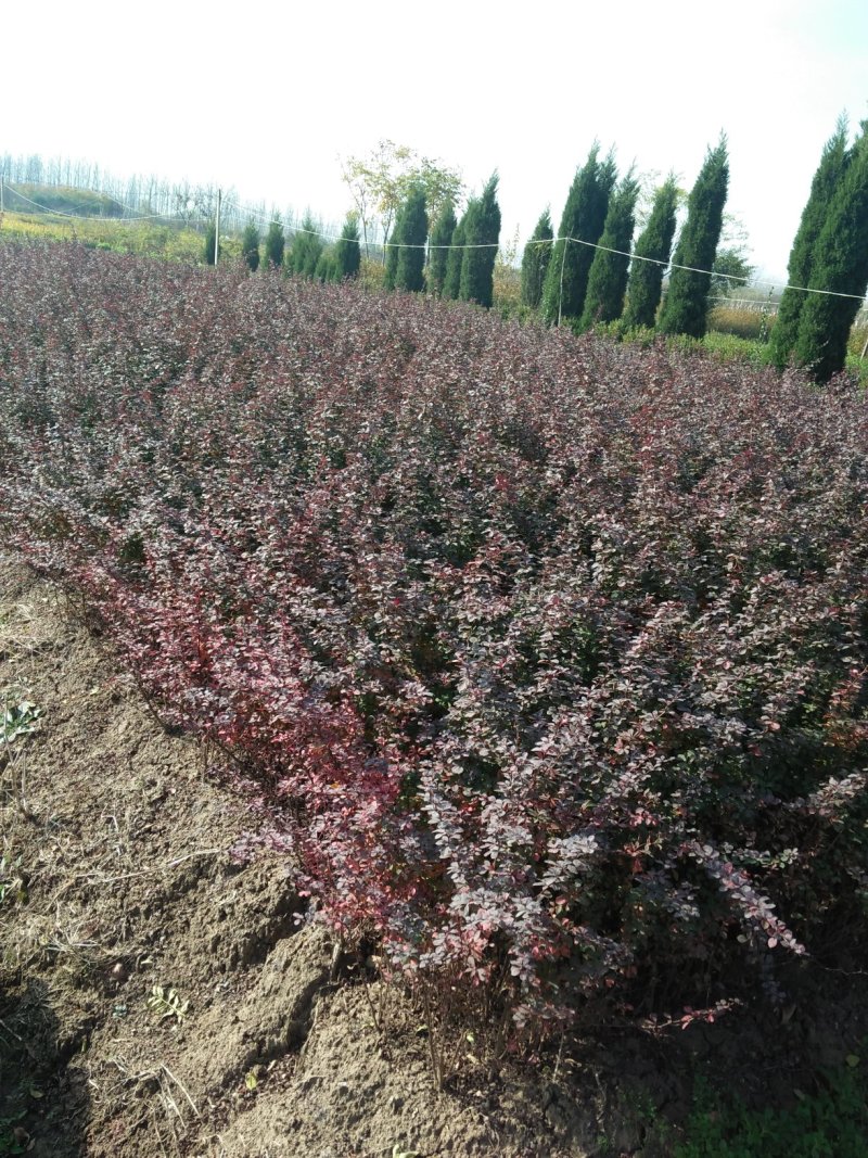 四季玫瑰苗40~50cm包技术包成活技术支持