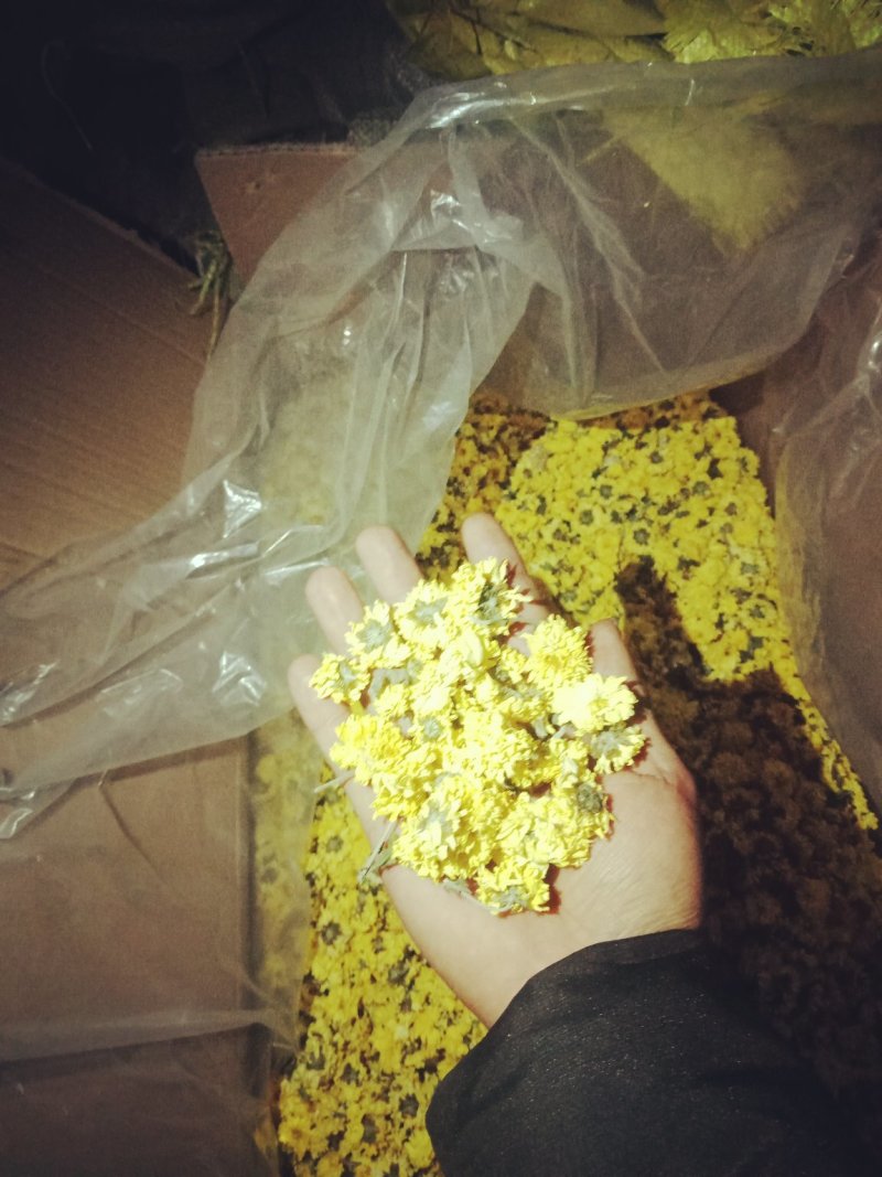 怀菊花