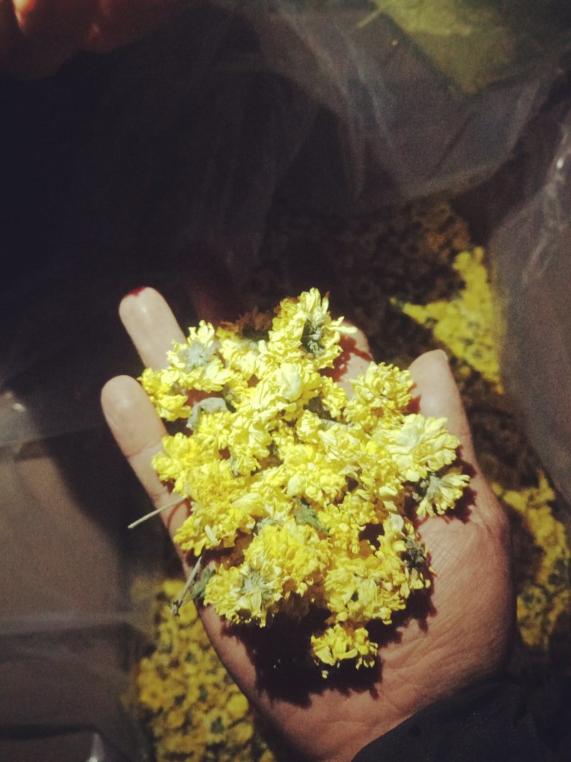 怀菊花