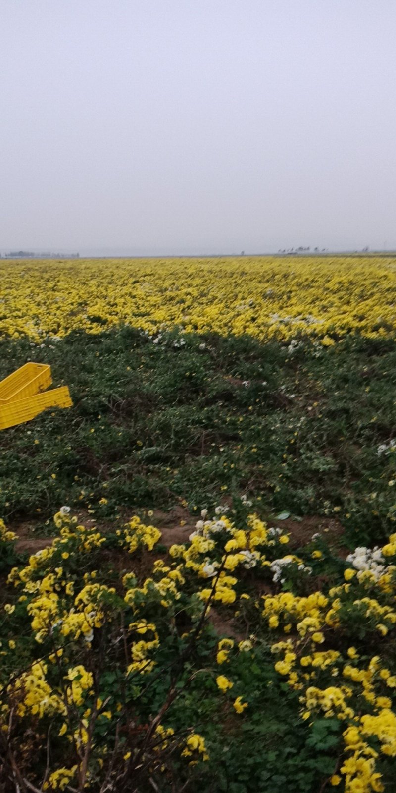 怀菊花