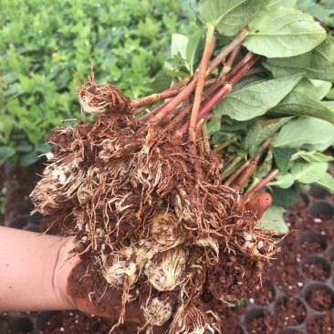 火龙珠小苗，1000课包邮，免费提供技术指导，基地直发