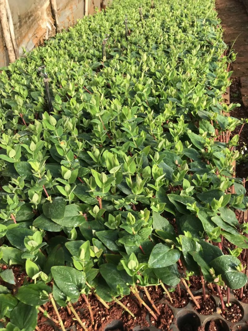火龙珠小苗，1000课包邮，免费提供技术指导，基地直发