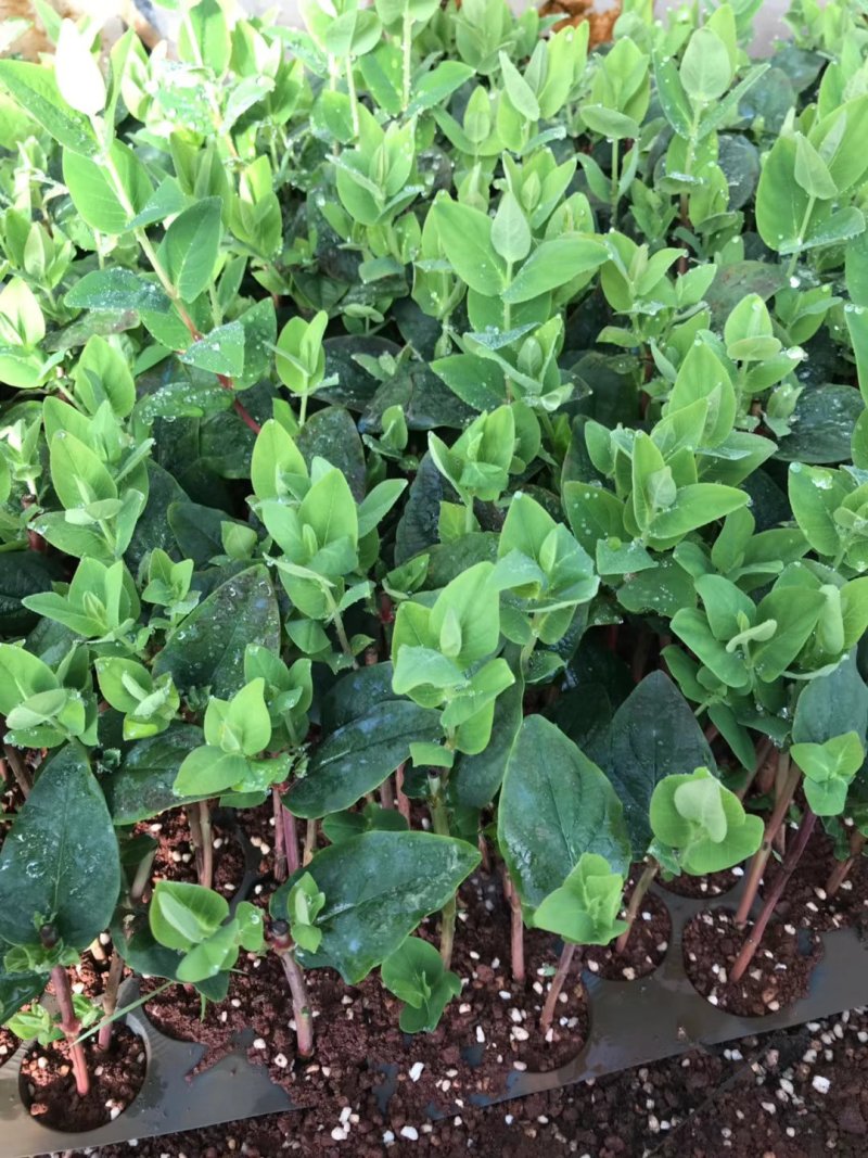 火龙珠小苗，1000课包邮，免费提供技术指导，基地直发