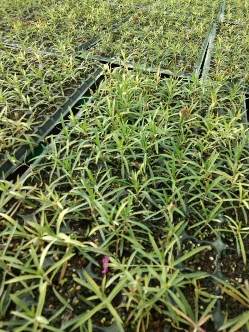 欧石竹穴盘苗，盆栽