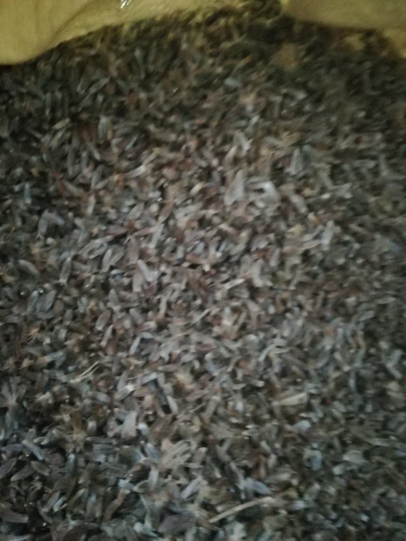 苍术种子