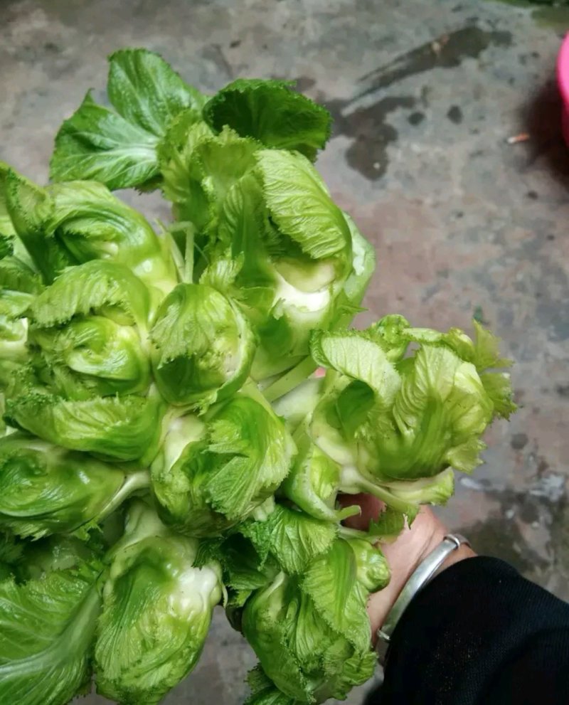 儿菜精品
