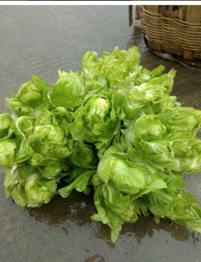 儿菜精品