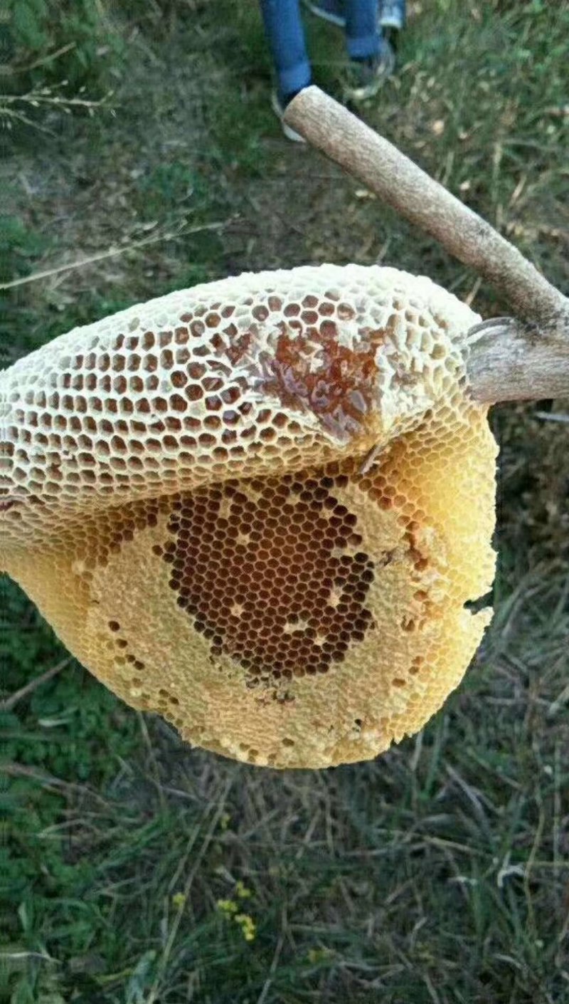 蜂蜜