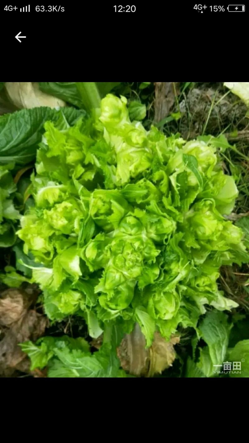 儿菜