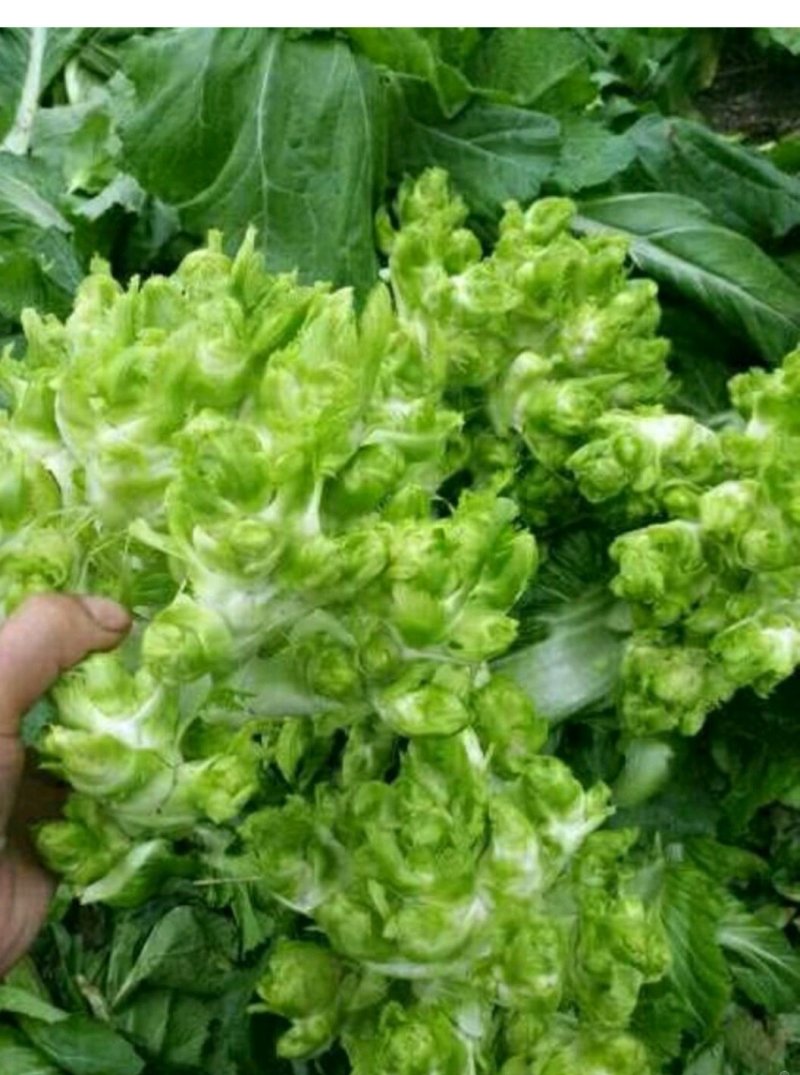 儿菜精品