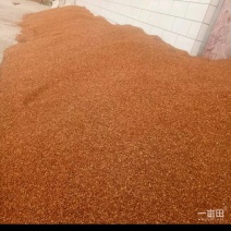 高粱