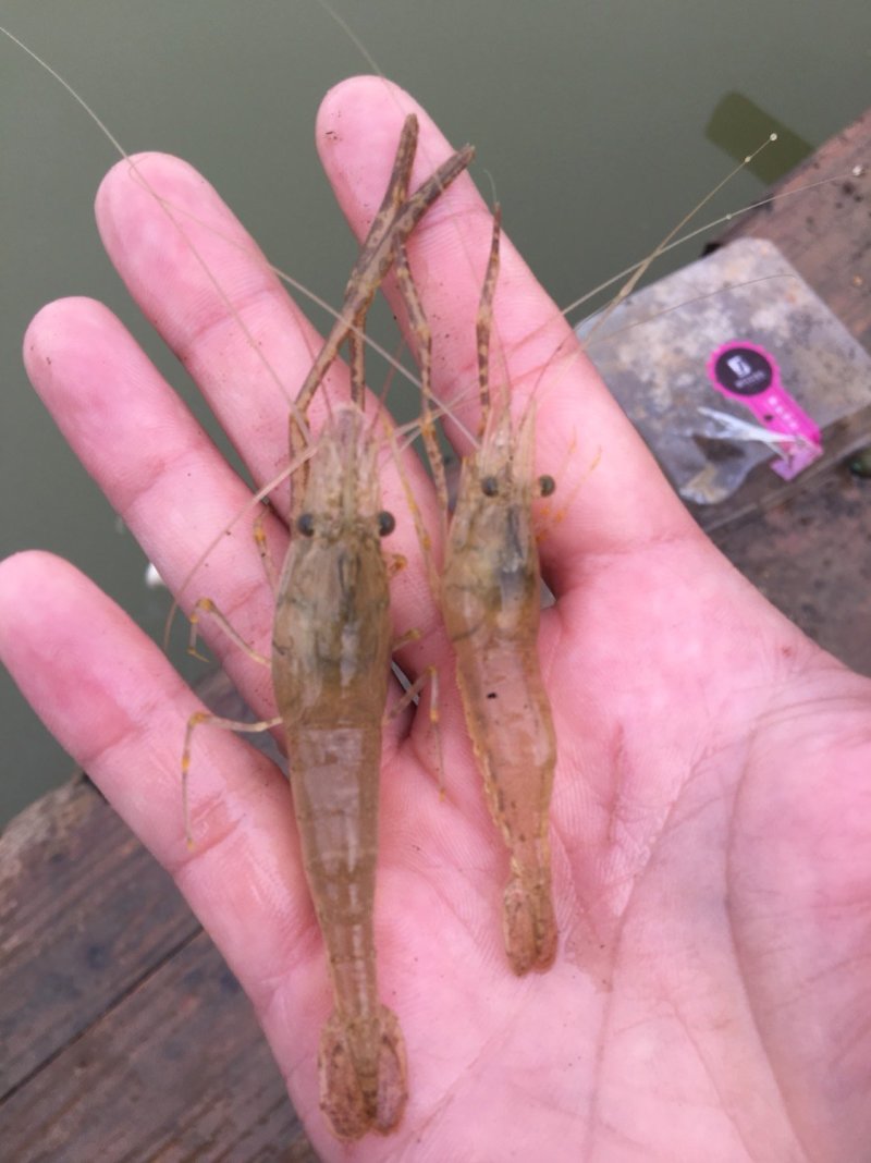 青虾.草虾苗，罗氏沼虾苗，河虾苗支持全国各地发货