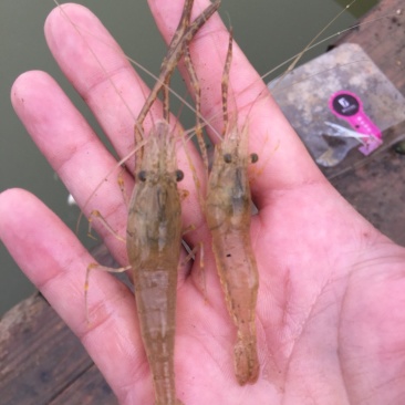 虾苗淡水青虾苗，河虾，草虾，罗氏虾苗，支持全国各地发货