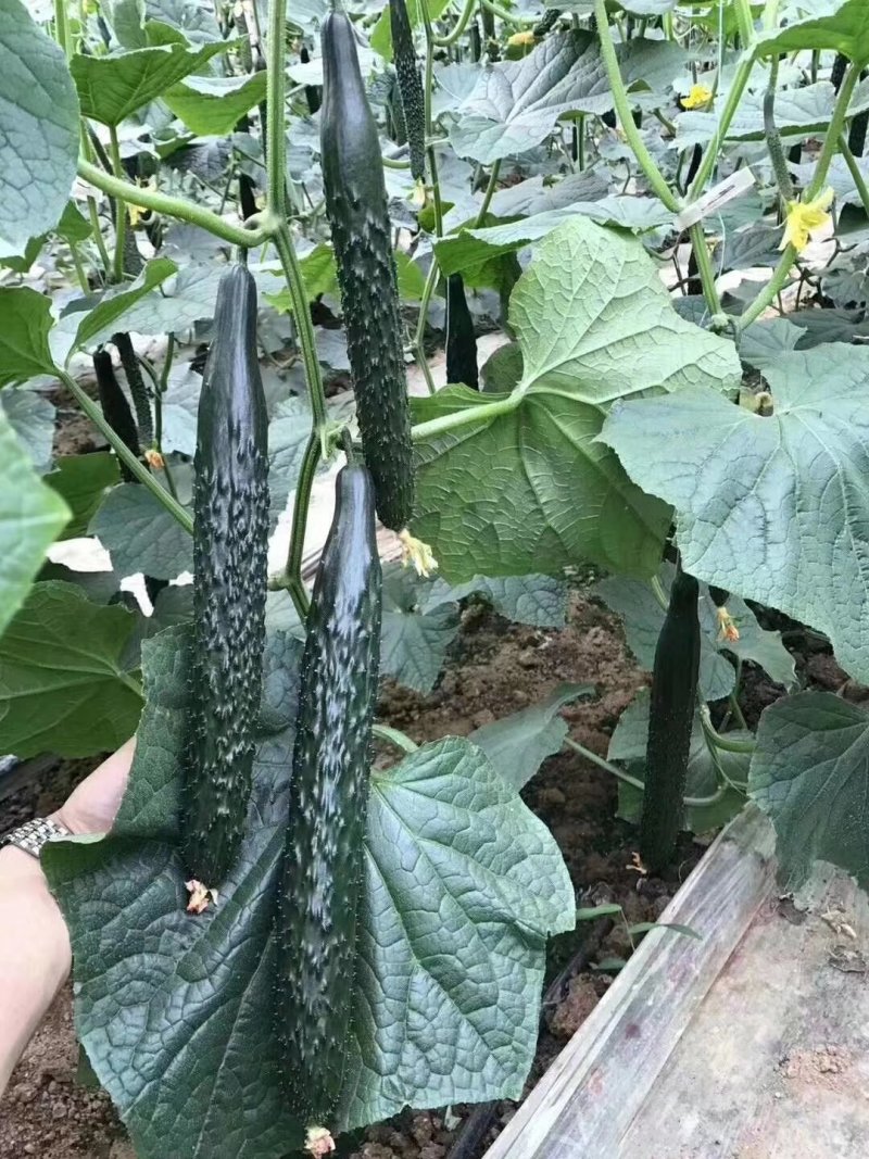 杰丰625️强雌黑油亮杰丰918杂交种耐低温高温不易畸形