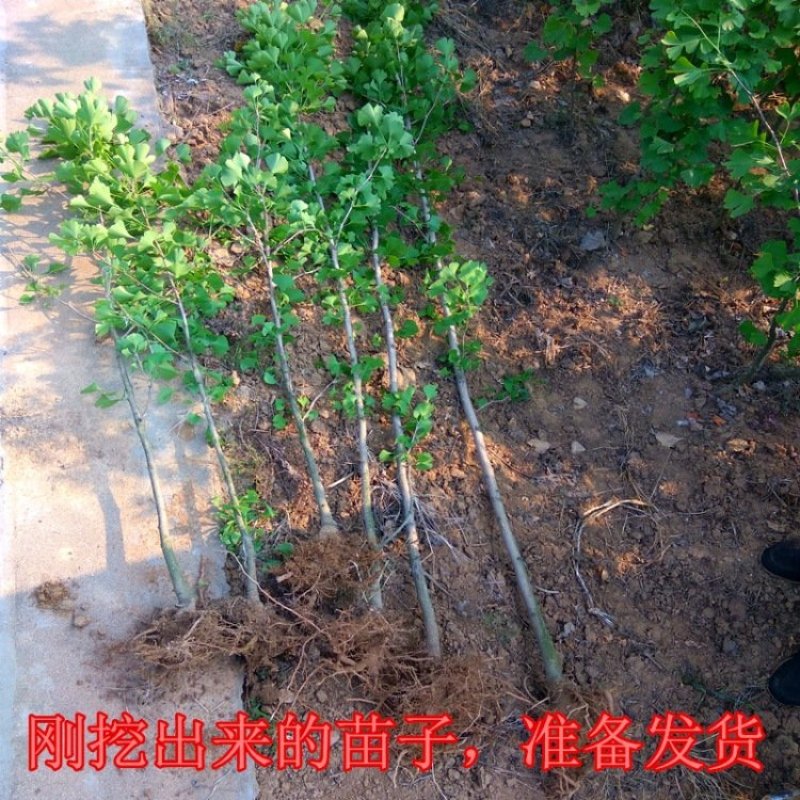 银杏树苗