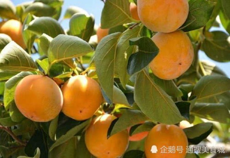 火罐柿子树