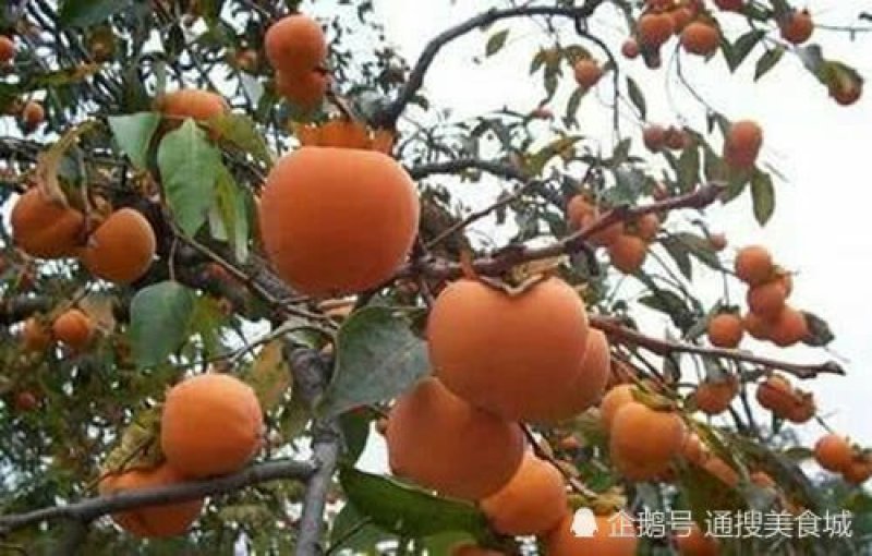 火罐柿子树