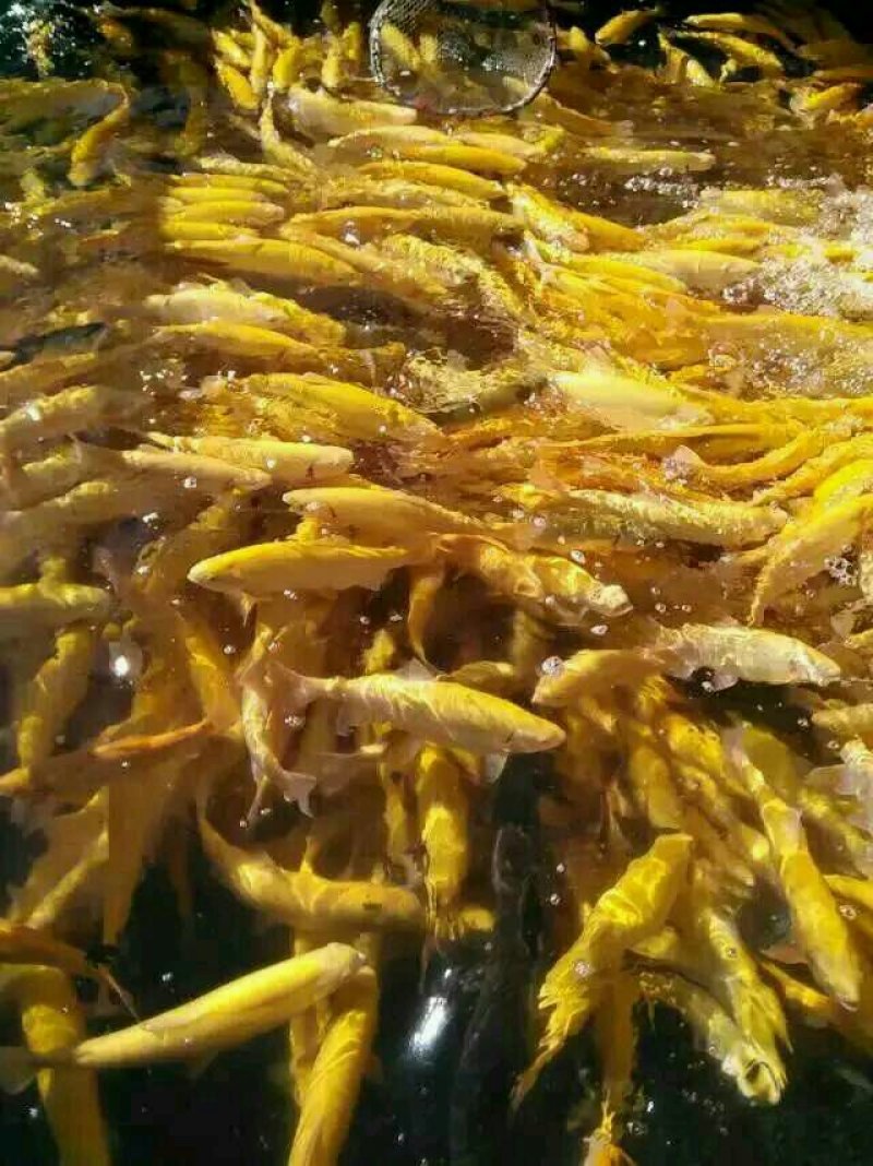 金鳟鱼苗，渔场直供，常年批发，体质好，耐运输
