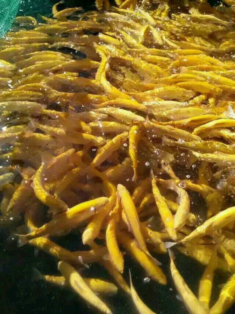 金鳟鱼苗，渔场直供，常年批发，体质好，耐运输