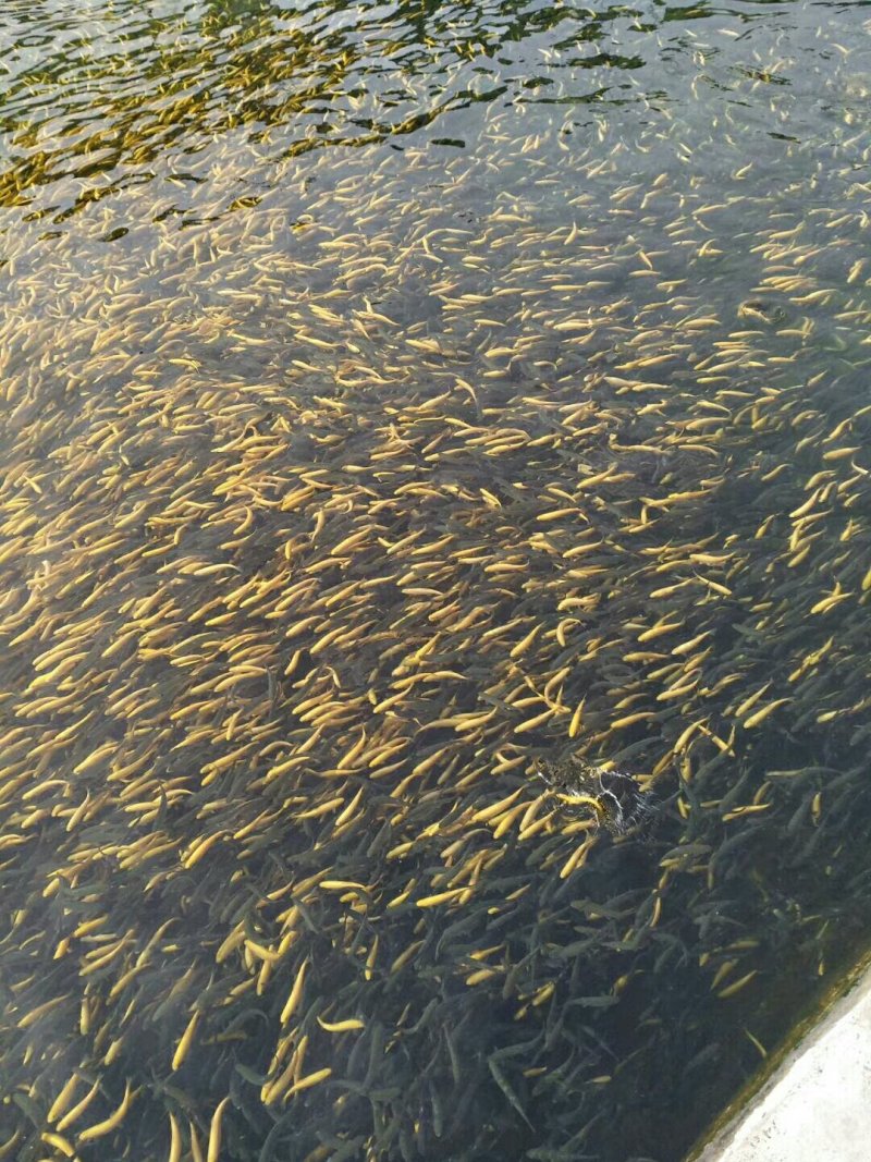 金鳟鱼苗，渔场直供，常年批发，体质好，耐运输