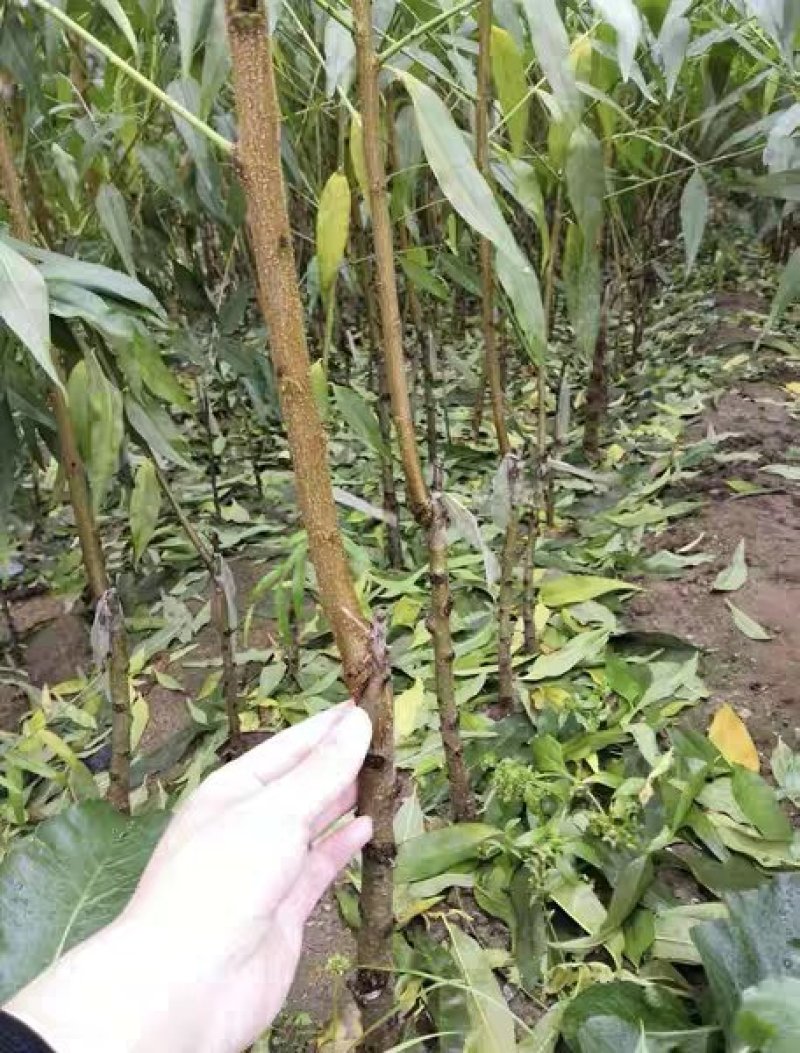 毛桃树苗