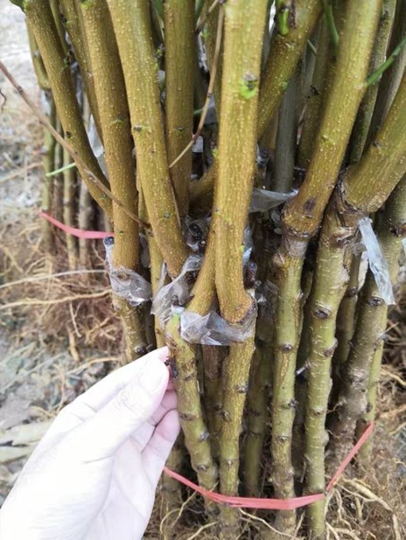 毛桃树苗