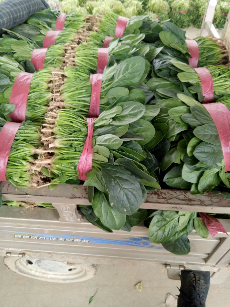 【热卖】滑县优质大叶菠菜质量好价格低视频看货欢迎来电