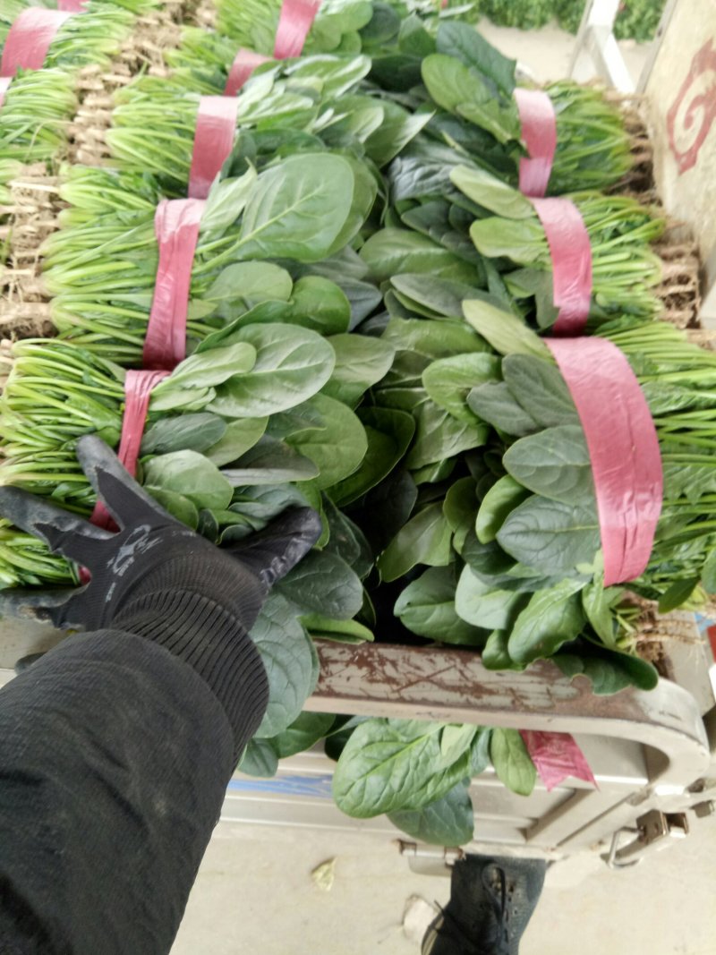 【热卖】滑县优质大叶菠菜质量好价格低视频看货欢迎来电