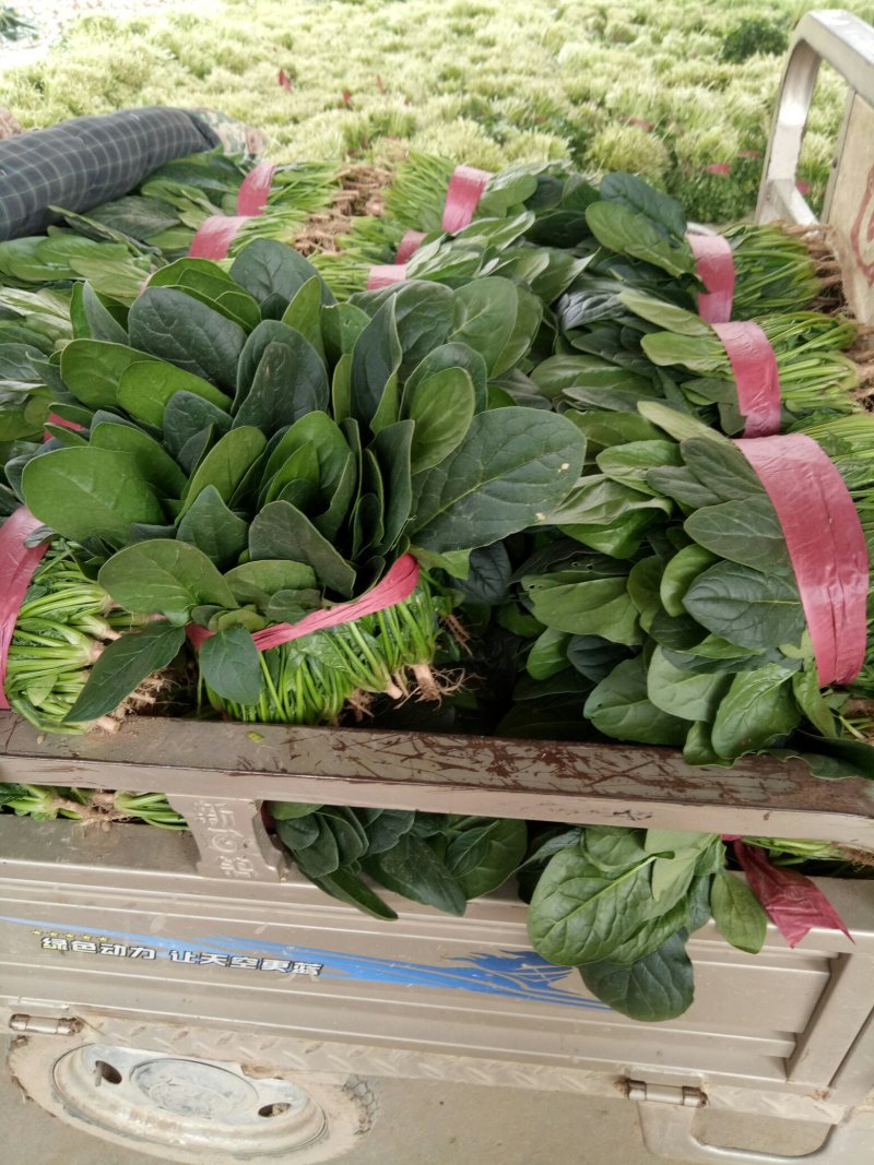【热卖】滑县优质大叶菠菜质量好价格低视频看货欢迎来电
