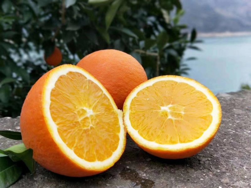 重庆市巫山县曲尺乡锁龙村