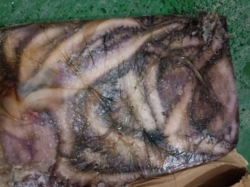 非洲安哥拉章鱼