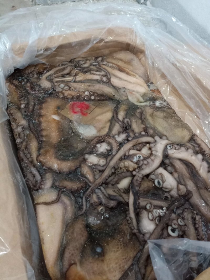 非洲安哥拉章鱼