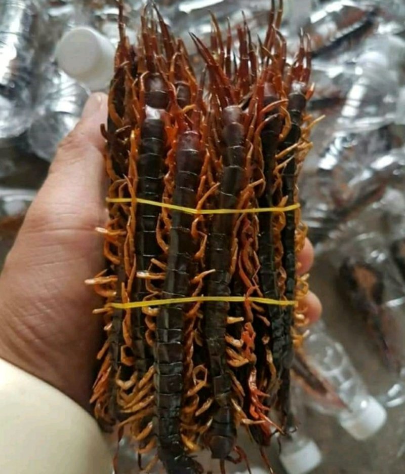 蜈蚣