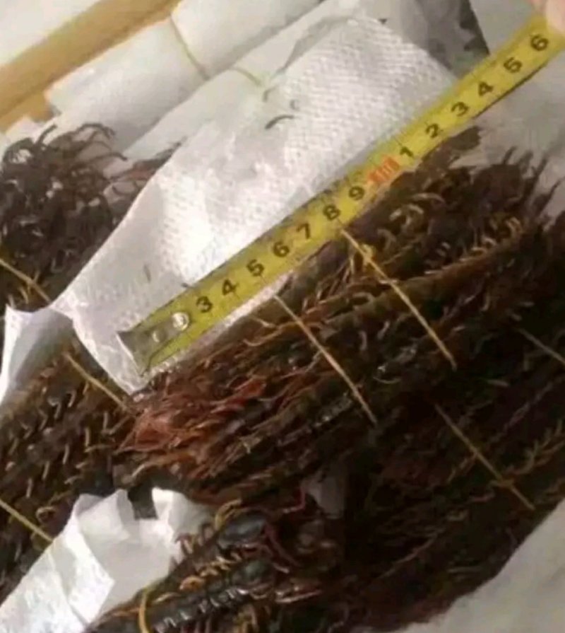 蜈蚣