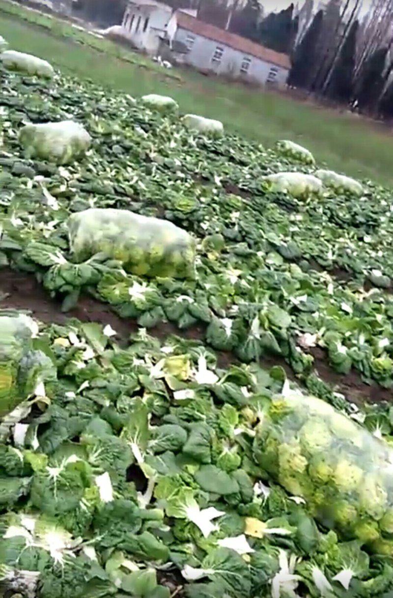 黄心菜（乌菜）大量上市矮棵品质好量大价格美丽