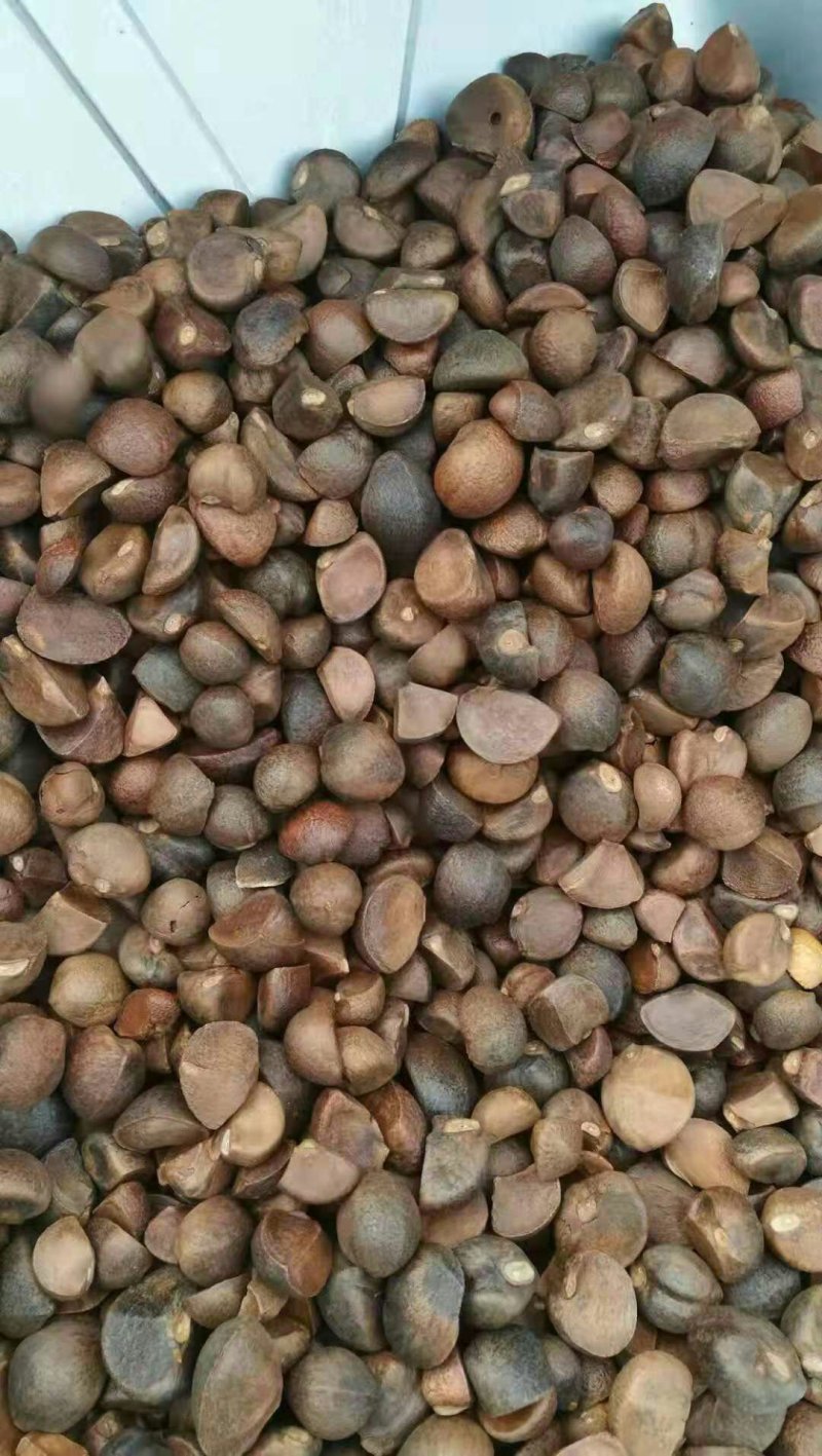 干茶籽