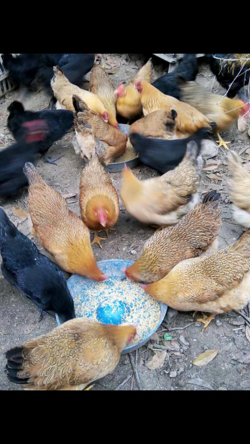 甘源竹仓土鸡