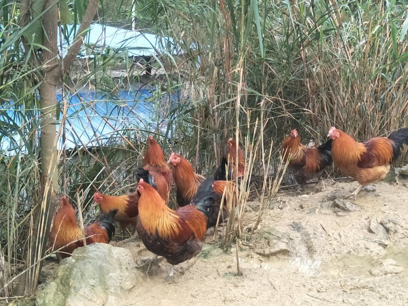 甘源竹仓土鸡