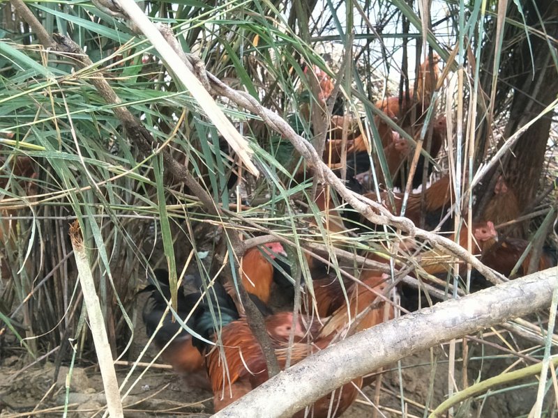 甘源竹仓土鸡