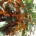 桂花