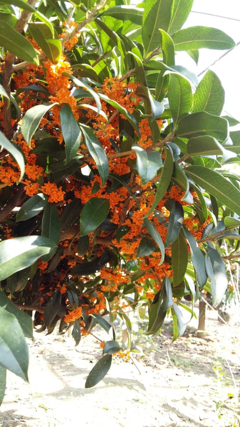 桂花