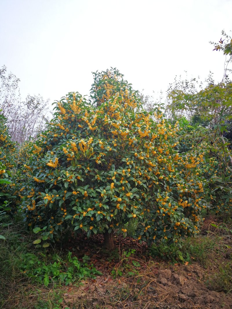 桂花