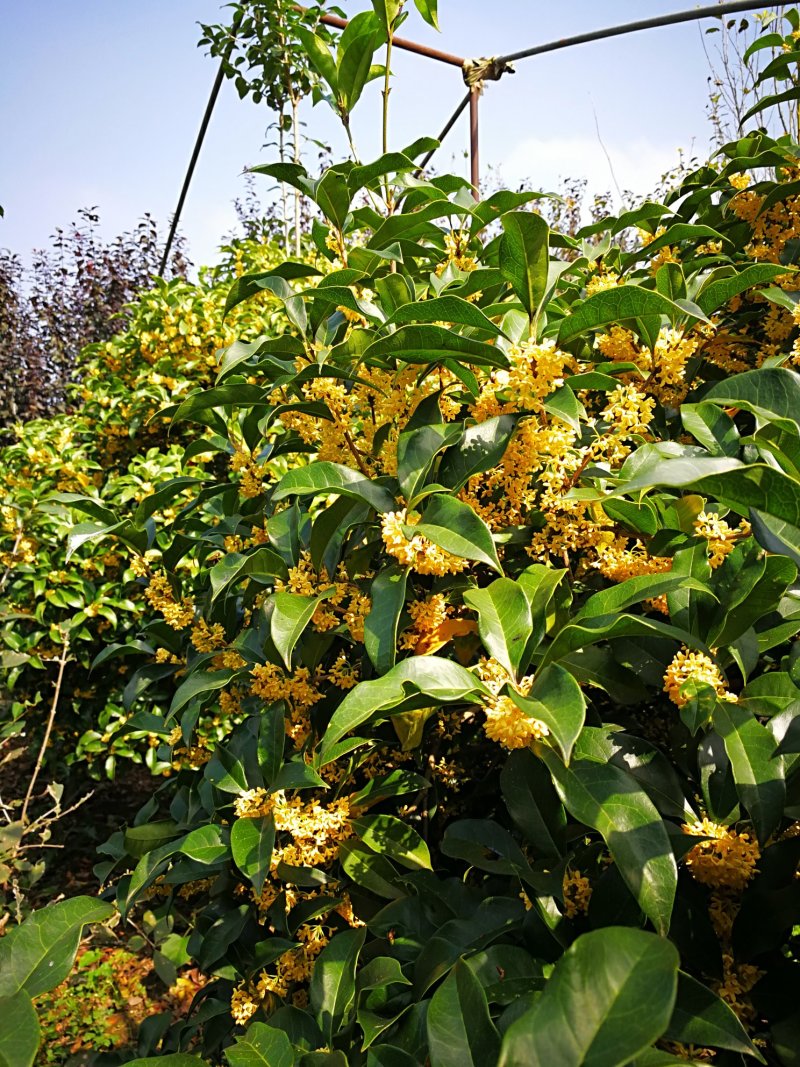 桂花