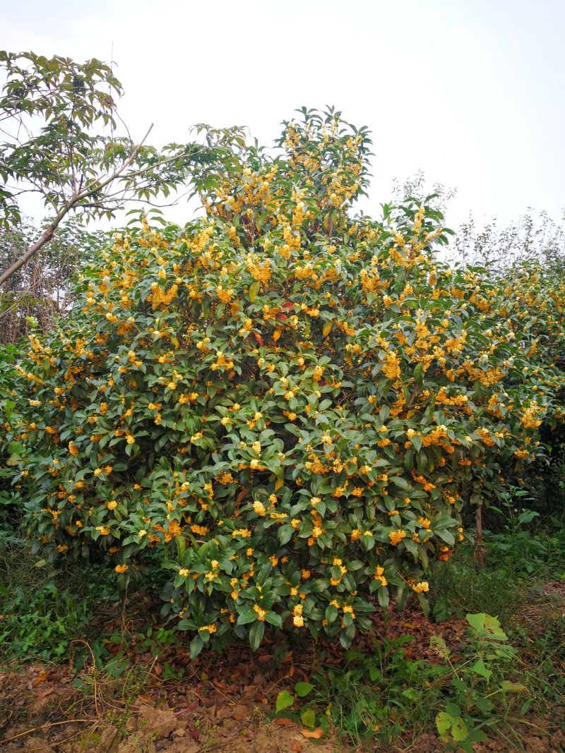 桂花