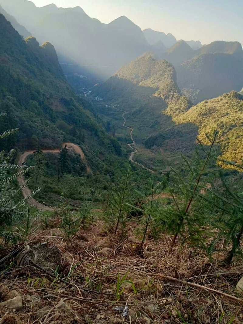 茶油