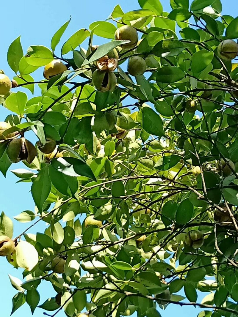 茶油