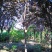 紫叶李5--8公分