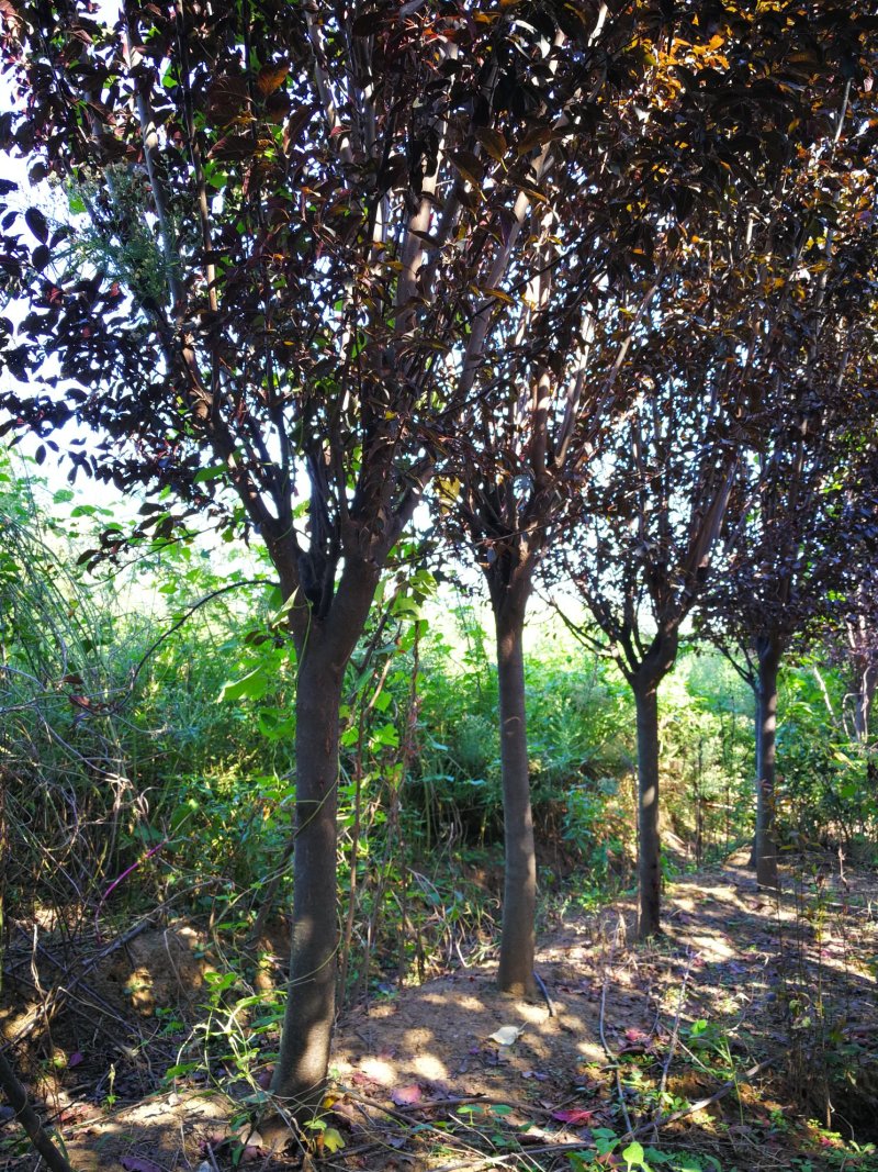紫叶李5--8公分