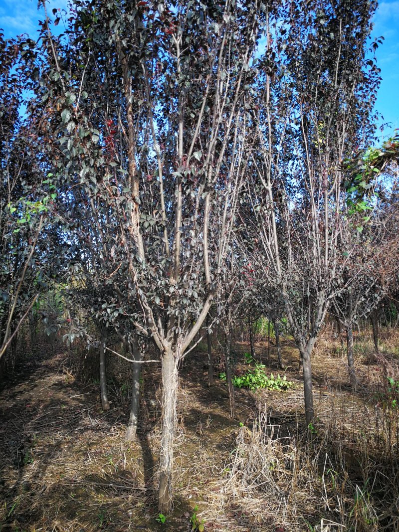 紫叶李5--8公分